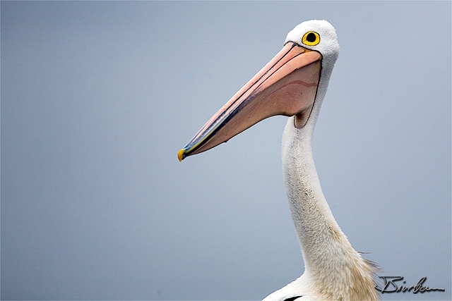 IMG_0900-Edit.jpg - Pelican
