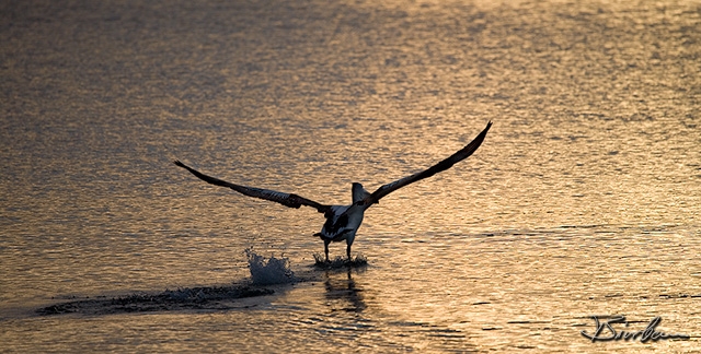 IMG_1402-Edit.jpg - Lift of for a Pelican in Eden Harbour