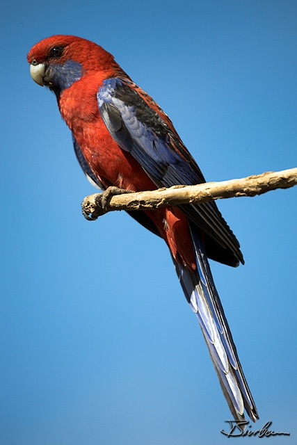 IMG_8100-Edit.jpg - Rosella