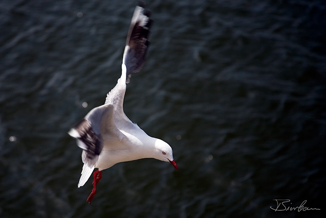 IMG_8375-Edit.jpg - Silver Gull