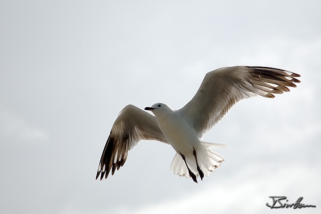 IMG_8379-Edit.jpg - Silver Gull