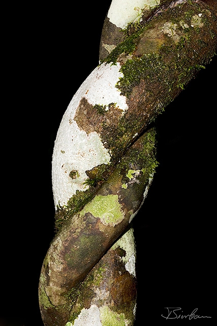 IMG_8593-Liane.jpg - Liana