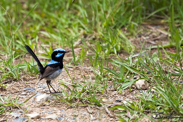 IMG_8688-Edit.jpg - Superb Fairy Wren